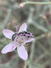 Perdita albonotata