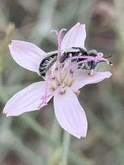Perdita albonotata