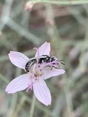 Perdita albonotata