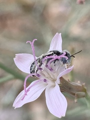 Perdita albonotata
