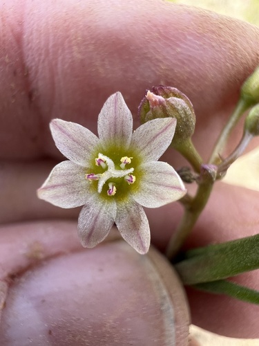 Image of Threeleaf Lewisia (Lewisia triphylla) by no rights reserved