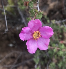 Rosa minutifolia