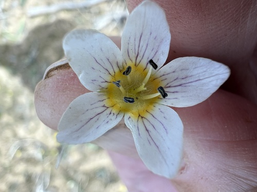 Image of Hesperochiron pumilus by no rights reserved