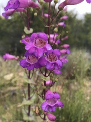 Penstemon spectabilis subinteger