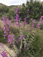 Penstemon spectabilis subinteger