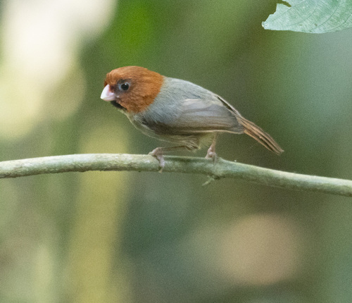 Short-tailed Parrotbill (Suthora davidiana), photo 2