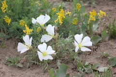 Oenothera albicaulis