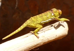 Chamaeleo dilepis