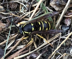 Vespula acadica