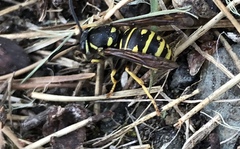 Vespula acadica