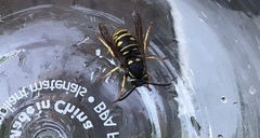 Vespula acadica