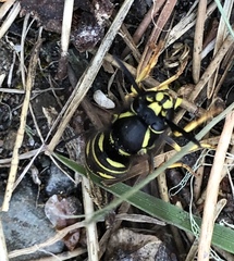 Vespula acadica