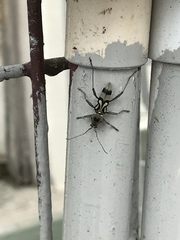 Chlorophorus macaumensis