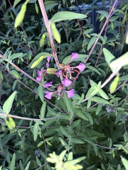Clarkia unguiculata