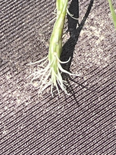 Canby's Club-bulrush (Schoenoplectus etuberculatus)