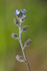 Myosotis ramosissima