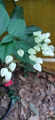 Clerodendrum thomsoniae