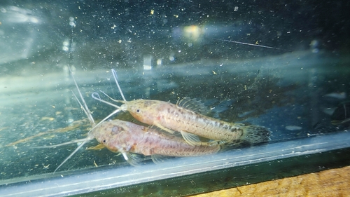 Armored catfish (Callichthys callichthys) — Callichthyidae — 5