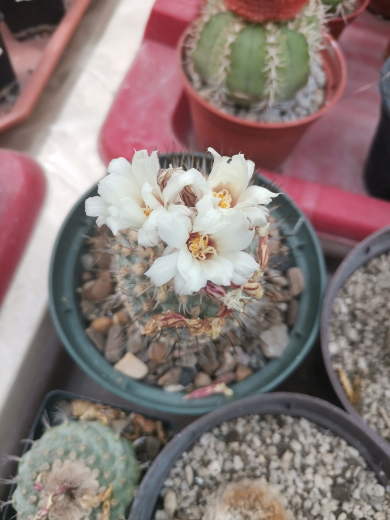 Strombocactus disciformis disciformis in April 2024 by Rubén Uriel Gil ...
