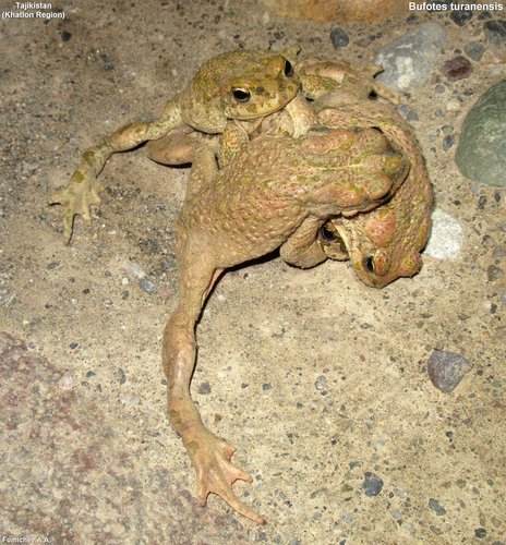 Turan Toad, Bufotes turanensis