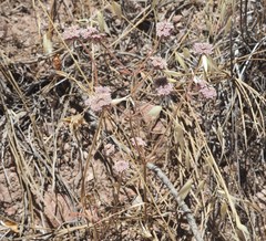 Chorizanthe douglasii