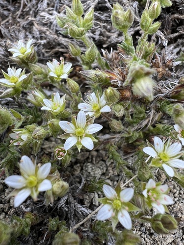Image of Sabulina nuttallii by no rights reserved