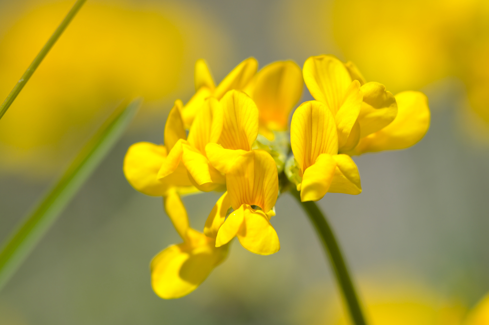 Hippocrepis comosa