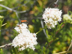 Anastrangalia laetifica