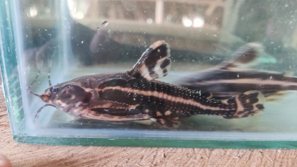 Spiny catfish (Acanthodoras cataphractus) — Doradidae