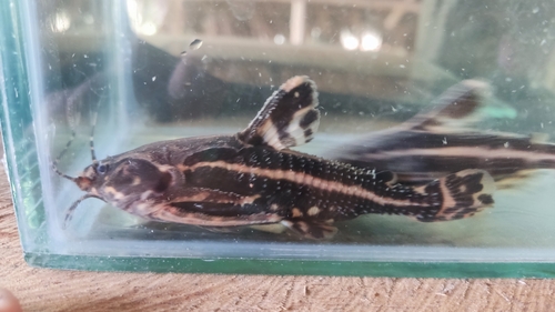 Spiny catfish (Acanthodoras cataphractus) — Doradidae