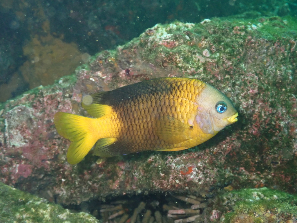 Galapagos Gregory