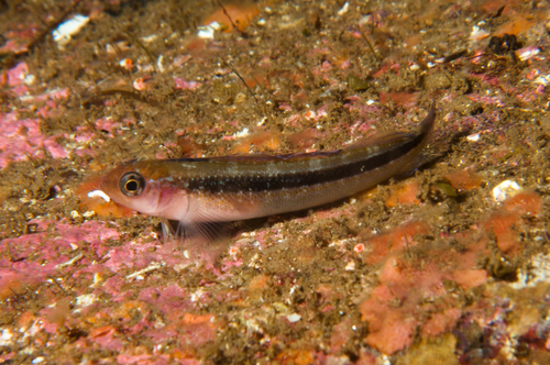 Schuinzwemmende drievin (Forsterygion maryannae) — Tripterygiidae — 3
