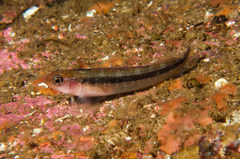 Oblique-Swimming Triplefin photo 2