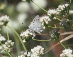 Tharsalea xanthoides