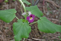 Proboscidea fragrans