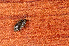 Trogoderma sternale aspericolle