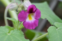 Proboscidea fragrans