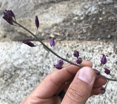 Streptanthus campestris