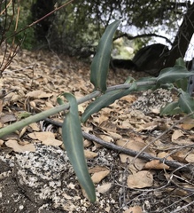 Streptanthus campestris