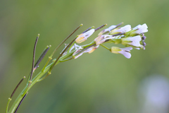 Arabis hirsuta