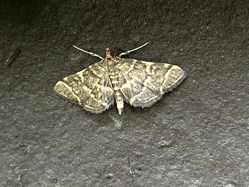 Yellow-spotted Webworm Moth photo 6