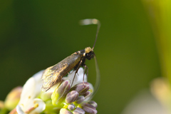 Cauchas rufimitrella