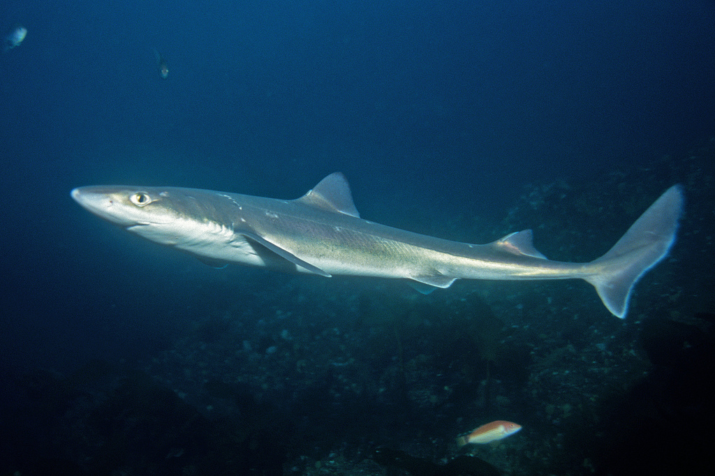 White spotted Dogfish Squalus Acanthias Marine Life Identification
