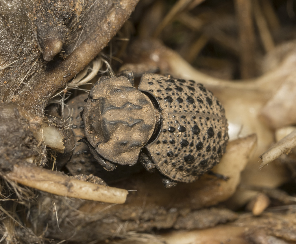 Polynoncus bullatus