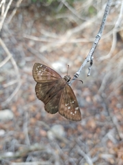 Ephyriades brunnea
