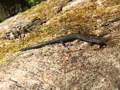 Plethodon hoffmani