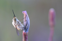Bombylius venosus