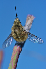 Bombylius venosus