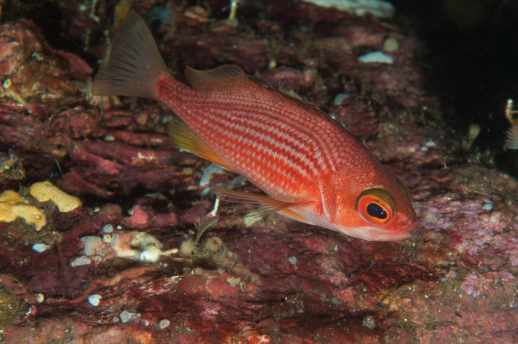 Tasmanian Perch