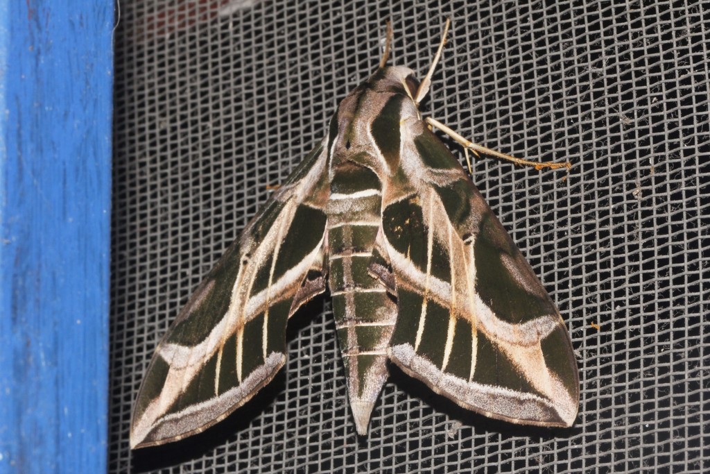 Vine Sphinx